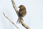 Bran-coloured Flycatcher, Camacã, Bahia, Brazil, March 2004 - click for larger image