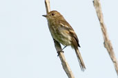 Bran-coloured Flycatcher, Camacã, Bahia, Brazil, March 2004 - click for larger image