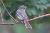 Short-crested Flycatcher, Carajás, Pará, Brazil, November 2005 - click for larger image