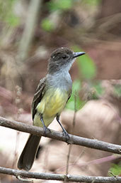 Short-crested Flycatcher, Waqanki Lodge, San Martin, Peru, October 2018 - click for larger image