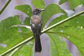 Short-crested Flycatcher, Guajará-Mirim, Rondônia, Brazil, March 2003 - click for larger image