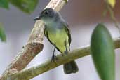 Short-crested Flycatcher, Guajará-Mirim, Rondônia, Brazil, March 2003 - click for larger image