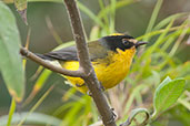 Yellow-crowned Redstart, Sierra Nevada de Santa Marta, Magdalena, Colombia, April 2012 - click for larger image