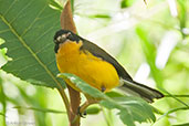 Yellow-crowned Redstart, Sierra Nevada de Santa Marta, Magdalena, Colombia, April 2012 - click for larger image