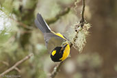 Yellow-crowned Redstart, Sierra Nevada de Santa Marta, Magdalena, Colombia, April 2012 - click for larger image