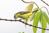 Flavescent Flycatcher, Chontal, Pichincha, Ecuador, November 2019 - click for larger image