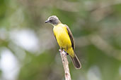 Grey-capped Flycatcher, Wildsumaco, Napo , Ecuador, November 2019 - click for larger image