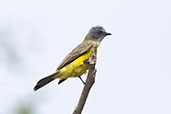 Grey-capped Flycatcher, Wildsumaco, Napo , Ecuador, November 2019 - click for larger image