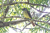 Sulphur-bellied Flycatcher, Sani Lodge, Sucumbios, Ecuador, November 2019 - click for larger image