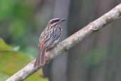 Streaked Flycatcher, Carajás, Pará, Brazil, November 2005 - click for larger image