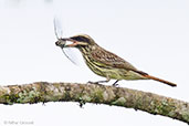 Streaked Flycatcher, Parque do Zizo, Sao Paulo, Brazil, November 2006 - click for larger image