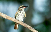 Streaked Flycatcher, Marchantaria Island, Amazonas, Brazil, July 2001 - click for larger image