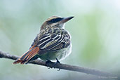 Streaked Flycatcher, Minca, Magdalena, Colombia, April 2012 - click for larger image
