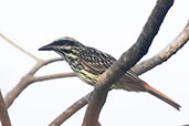 Streaked Flycatcher, Cerro Escalera, San Martin, Peru, October 2018 - click for larger image