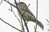 Streaked Flycatcher, Linhares, Espírito Santo, Brazil, March 2004 - click for larger image