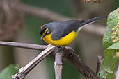 Spectacled Whitestart, Cruz Conga, Cajamarca, Peru, October 2018 - click for larger image