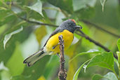 Slate-throated Redstart, Cerro Montezuma, Tatamá, Risaralda, Colombia, April 2012 - click for larger image