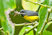 Slate-throated Redstart, Otún-Quimbaya , Risaralda, Colombia, April 2012 - click for larger image