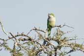 Monk Parakeet, Rio Grande do Sul, Brazil, August 2004 - click for larger image