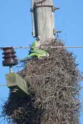 Monk Parakeet, Rio Grande do Sul, Brazil, August 2004 - click for larger image