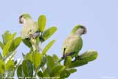 Monk Parakeet, Pantanal. Mato Grosso, Brazil, December 2006 - click for larger image