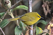 Black-crested Warbler, Cruz Conga, Cajamarca, Peru, October 2018 - click for larger image