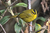 Black-crested Warbler, Cruz Conga, Cajamarca, Peru, October 2018 - click for larger image