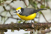 Golden-fronted Redstart, Chingaza NP, Cundinamarca, Colombia, April 2012 - click for larger image