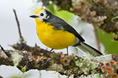 Golden-fronted Redstart, Chingaza NP, Cundinamarca, Colombia, April 2012 - click for larger image