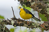 Golden-fronted Redstart, Chingaza NP, Cundinamarca, Colombia, April 2012 - click for larger image