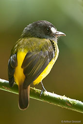 Ornate Flycatcher, Cerro Montezuma, Tatamá, Risaralda, Colombia, April 2012 - click for larger image