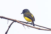 Ornate Flycatcher, Amagusa Reserve, Pichincha, Ecuador, November 2019 - click for larger image