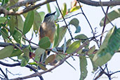 Santa Marta Bush Tyrant, Sierra Nevada de Santa Marta, Magdalena, Colombia, April 2012 - click for larger image