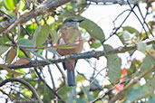 Santa Marta Bush Tyrant, Sierra Nevada de Santa Marta, Magdalena, Colombia, April 2012 - click for larger image