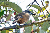 Santa Marta Bush Tyrant, Sierra Nevada de Santa Marta, Magdalena, Colombia, April 2012 - click for larger image