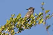 La Sagra's Flycatcher, Soplillar, Zapata Swamp, Cuba, February 2005 - click for larger image