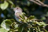 La Sagra's Flycatcher, Soplillar, Zapata Swamp, Cuba, February 2005 - click for larger image