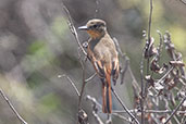 Rufous Flycatcher, Mocupe, Lambayeque, Peru, October 2018 - click for larger image