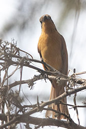 Rufous Flycatcher, Bosque de Pomac, Lambayeque, Peru, October 2018 - click for larger image