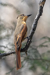 Rufous Flycatcher, Bosque de Pomac, Lambayeque, Peru, October 2018 - click for larger image
