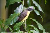 Social Flycatcher, Ubatuba, São Paulo, Brazil, November 2006 - click for larger image