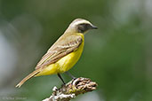 Social Flycatcher, Minca, Magdalena, Colombia, April 2012 - click for larger image