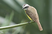 Social Flycatcher, Tikal, Guatemala, March 2015 - click for larger image