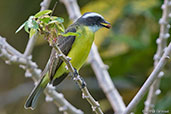 Social Flycatcher, Tikal, Guatemala, March 2015 - click for larger image