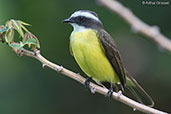 Social Flycatcher, Tikal, Guatemala, March 2015 - click for larger image