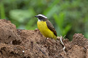 Social Flycatcher, Rio Silanche, Pichincha, Ecuador, November 2019 - click for larger image