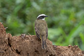 Social Flycatcher, Rio Silanche, Pichincha, Ecuador, November 2019 - click for larger image