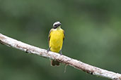 Social Flycatcher, Loreto Road, Napo, Ecuador, November 2019 - click for larger image