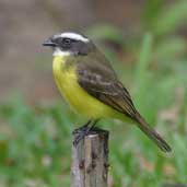 Social Flycatcher, Ubatuba, São Paulo, Brazil, August 2002 - click for larger image