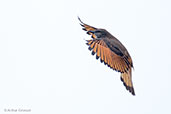 Streak-throated Bush Tyrant, Chingaza NP, Cundinamarca, Colombia, April 2012 - click for larger image